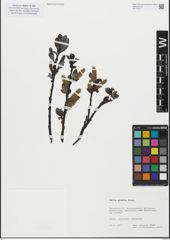 Foto von Salix glabra Scop.
